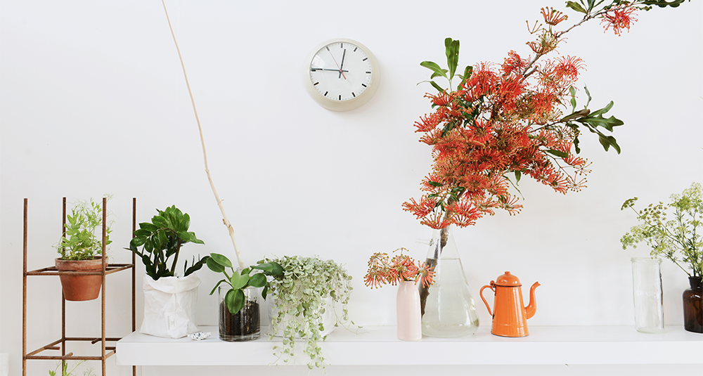 9 Indoor Plants That Won't Die On You Blog HipVan