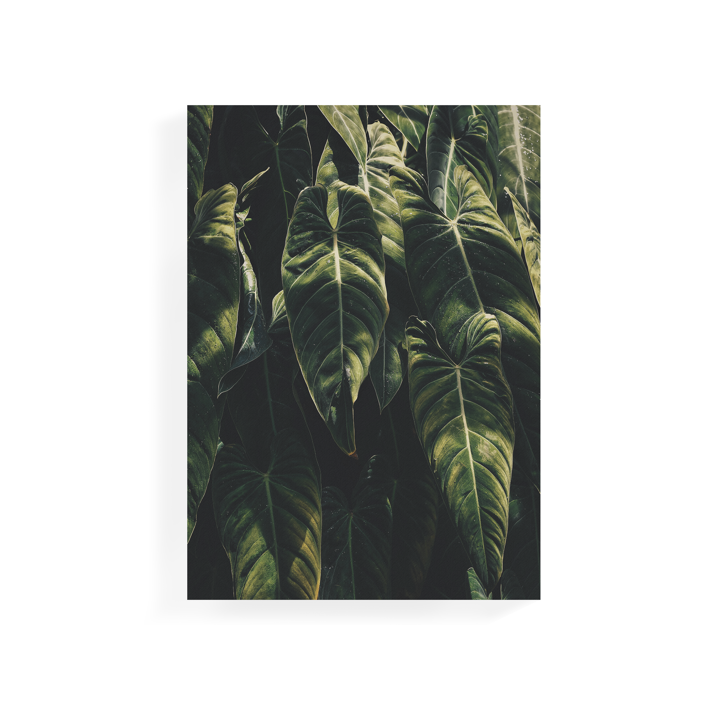 Florae Art Print on Stretched Canvas 50cm by 70cm Paradisiaca, Canvas