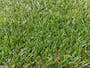 Lawn Grass Carpet - 1