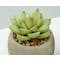 Faux Echeveria with Red Tips in Concrete Planter - 1