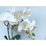 Faux Orchid in White Pot - 3