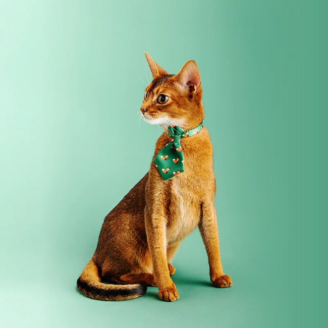 Pidan Cat Neckties (4 Designs) - 1