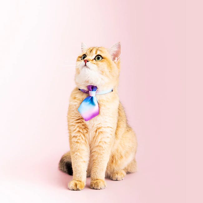 Pidan Cat Neckties (4 Designs) - 5