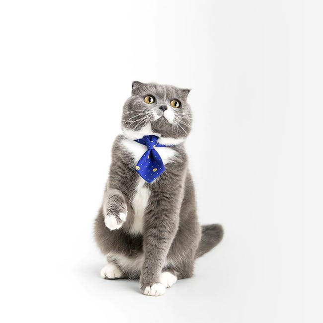 Pidan Cat Neckties (6 Designs) - 3