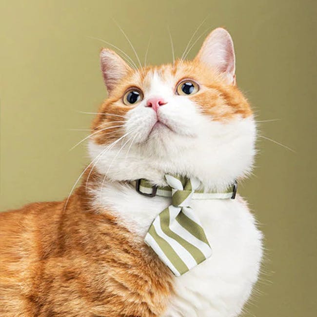 Pidan Cat Neckties (6 Designs) - 7