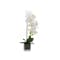 Faux Orchid in Glass Pot - 0