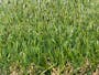 Meadow Grass Carpet - 1