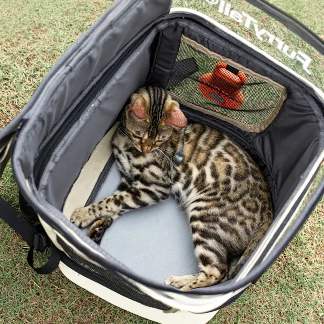 FURRYTAIL Navigator Backback - 3 - Tabby cat with black stripes, lying comfortably inside a pet carrier, wearing a collar