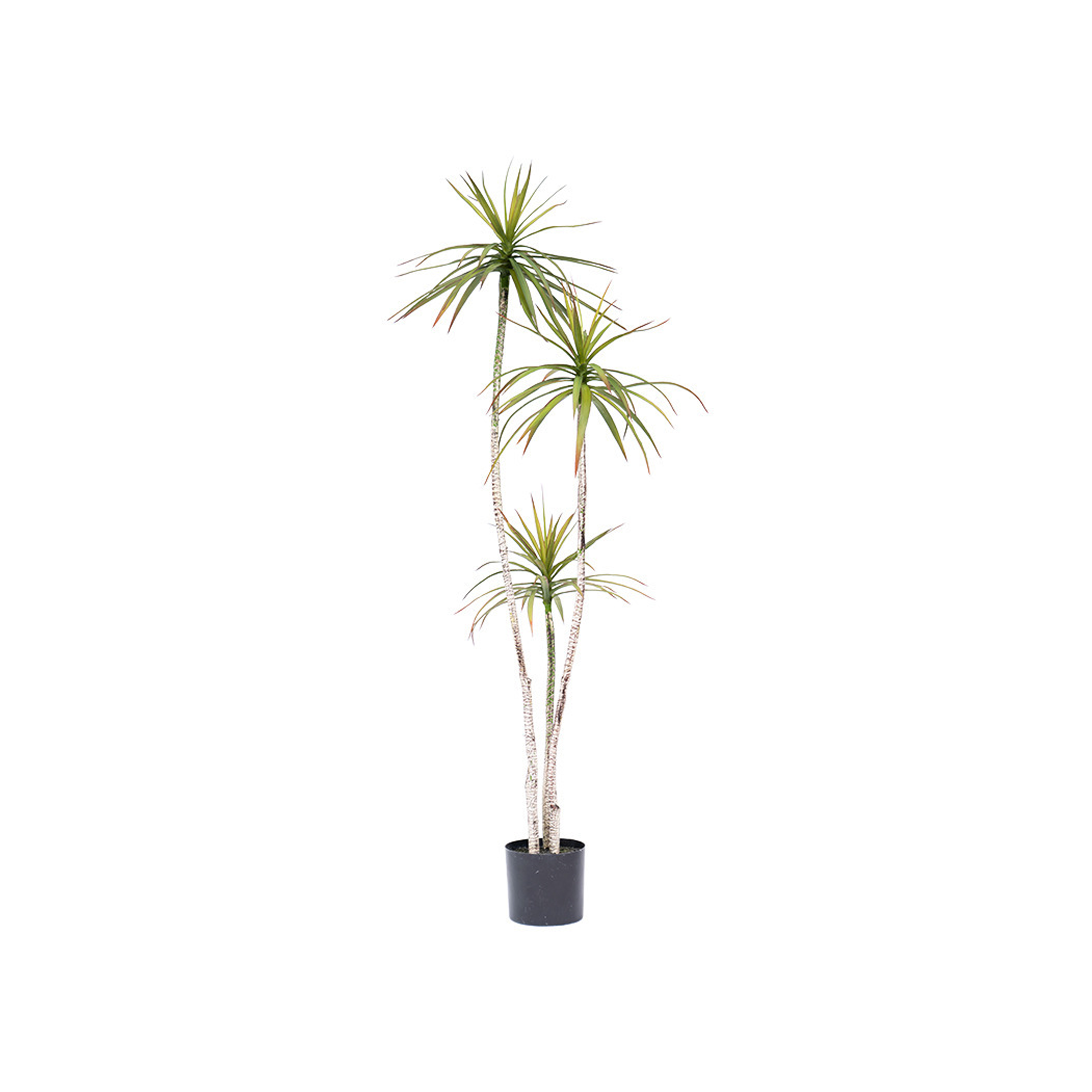 Potted Faux Dracaena Marginata Tree 185 cm