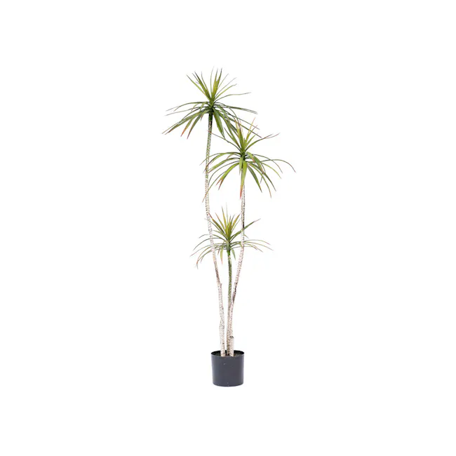 Potted Faux Dracaena Marginata Tree 185 cm - 1 - Aerial, tall, slender, green, spiky, needle-like, frond-like, vertical