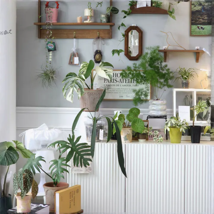 Heidi Cabinet 0.8m - White - 15 - vibrant green plants, hanging plants, wooden shelves, rustic decor, indoor plants