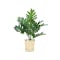 Faux Philendron in Brass Planter - 0
