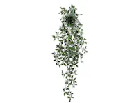 Philodendron Vine Plant