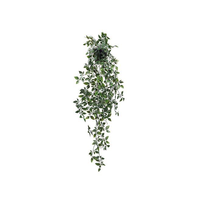 Philodendron Vine Plant - 0