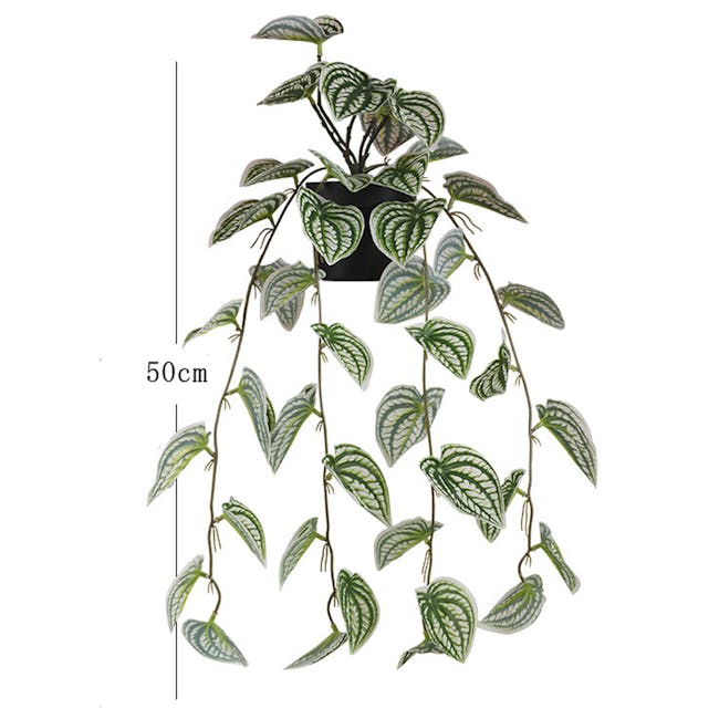 Peperomia Vine Plant - 2
