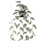 Peperomia Vine Plant - 2