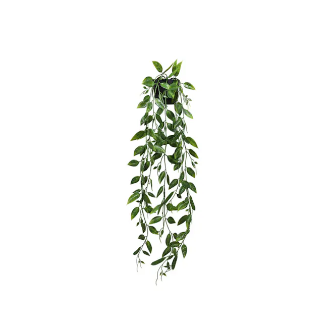 Pothos Vine Plant - 1 - Green trailing plant hanging from a pot, trailing vines with glossy leaves, healthy and vibrant