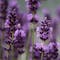 Iryasa Organic Lavender Essential Oil - 1