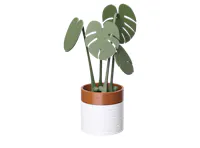 Monstera Coaster Plant with Magnetic Leaves - Forest Green
