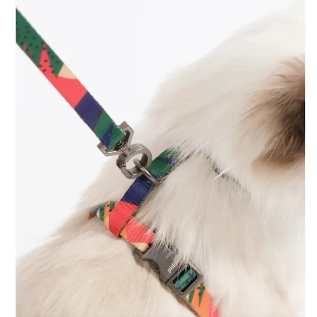 Pidan Cat Harness with Matching Leash - Dotty - 7 - Colorful, patterned harness, fluffy dog, white fur, collar, leash, dog
