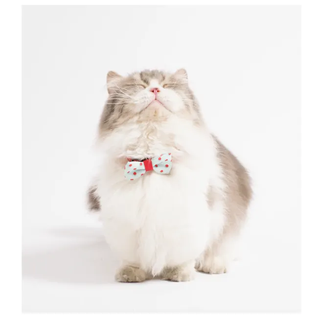 Pidan Cat Bowties - Dotty - 2 - Fluffy, white and gray cat, sitting, looking up, wearing bow tie, polka dots, red ribbon