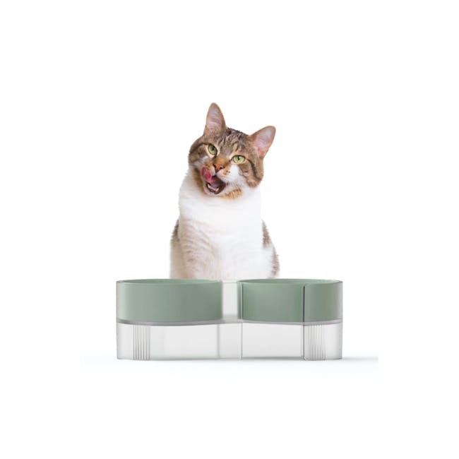 Pidan S Cat Bowl - Khaki - 6 - Cat, playful, tongue out, green eyes, white and brown coat, sitting, relaxed, upright