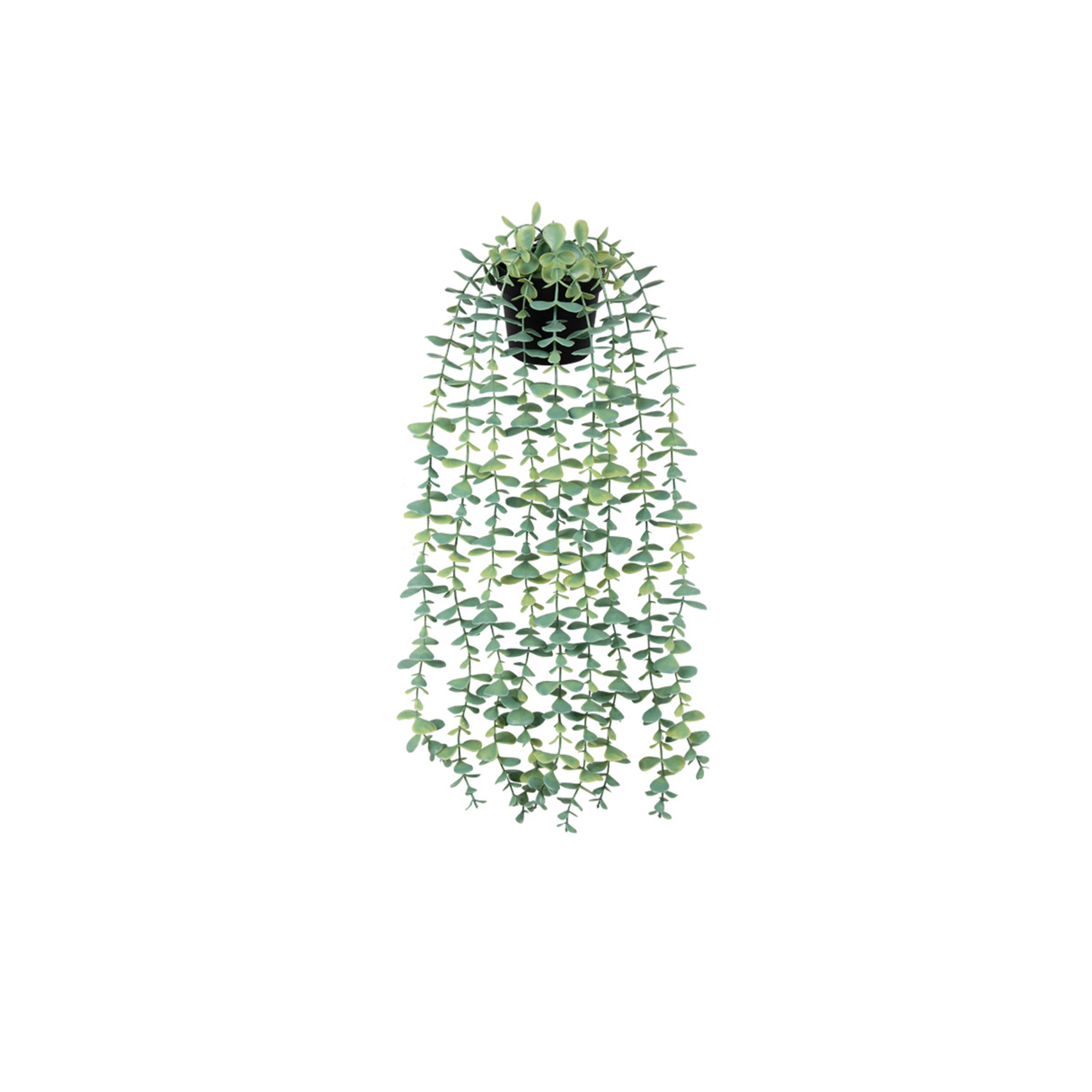 Eucalyptus Vine Plant - Pale Green