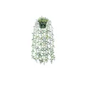 Eucalyptus Vine Plant - Pale Green