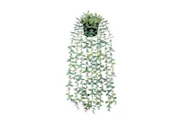 Eucalyptus Vine Plant - Pale Green