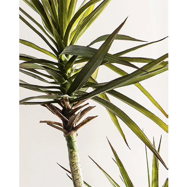Potted Faux Dracaena Marginata Tree 185 cm - 7 - Green, spiky leaves, palm tree, plant stem, elongated leaves, fronds