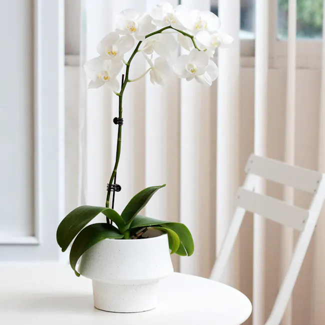 Mason Speckled Planter - Medium - 3 - White orchid with multiple blooms, green leaves, modern white pot, indoor setting