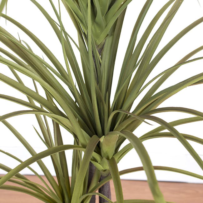 Potted Faux Dragon Tree 150 cm - 4