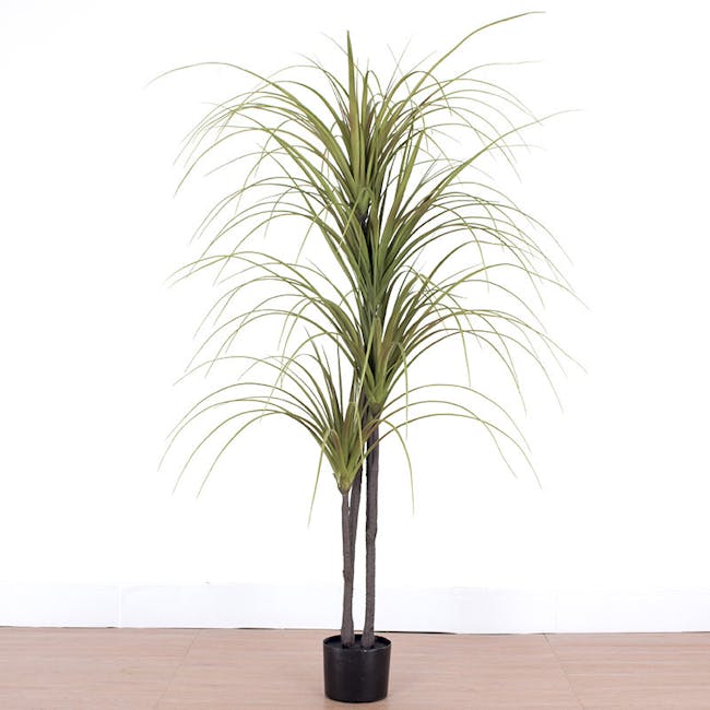Potted Faux Dragon Tree 150 cm - 3