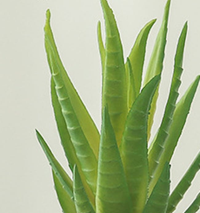 Faux Aloe Vera in Concrete Planter - 3