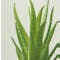 Faux Aloe Vera in Concrete Planter - 3