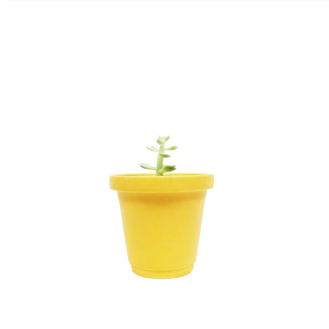 Matte Glaze Mini Plant Pot - Mimosa Yellow - 0