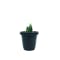 Matte Glaze Mini Plant Pot - Matte Black