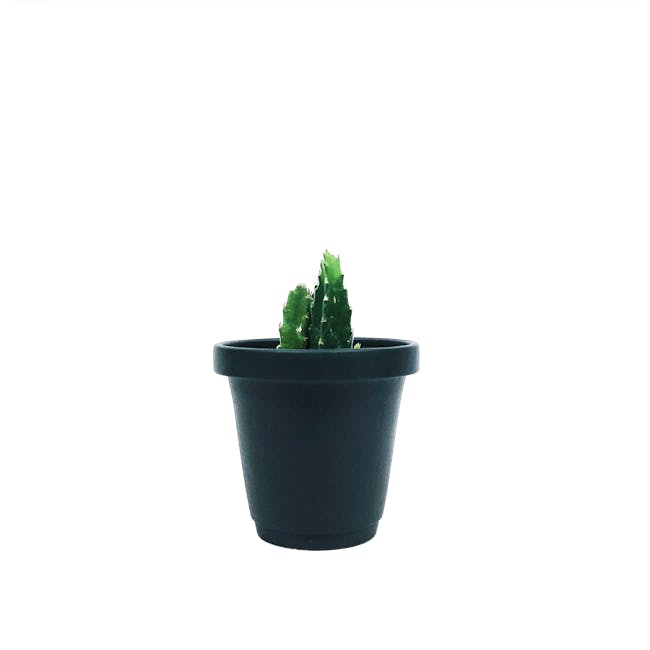 Matte Glaze Mini Plant Pot - Matte Black - 0