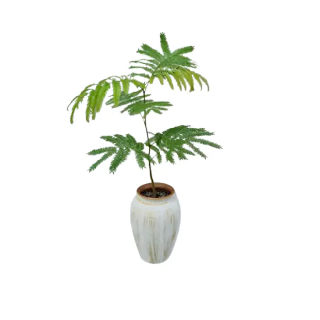 Everfresh Tree in NIna - 1