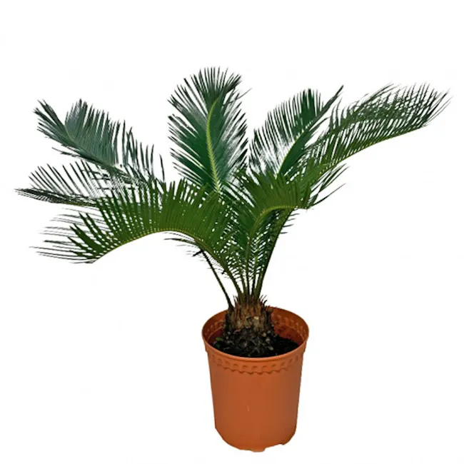 Sago Palm - 1