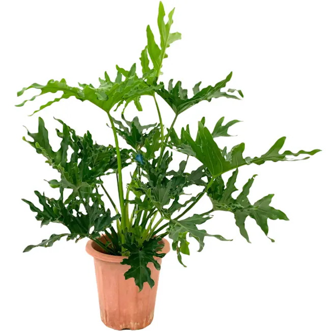 Philodendron Selloum - 1