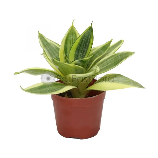 Sansevieria Variegated - 1
