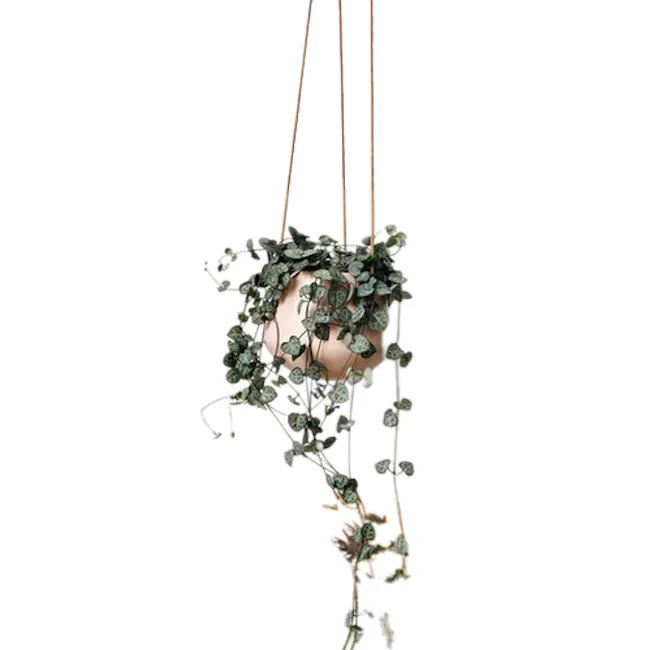 String of Hearts in Murano Ceramic Hanging Pot - 1