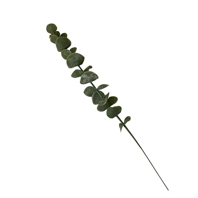Eucalyptus Green Plant - 1