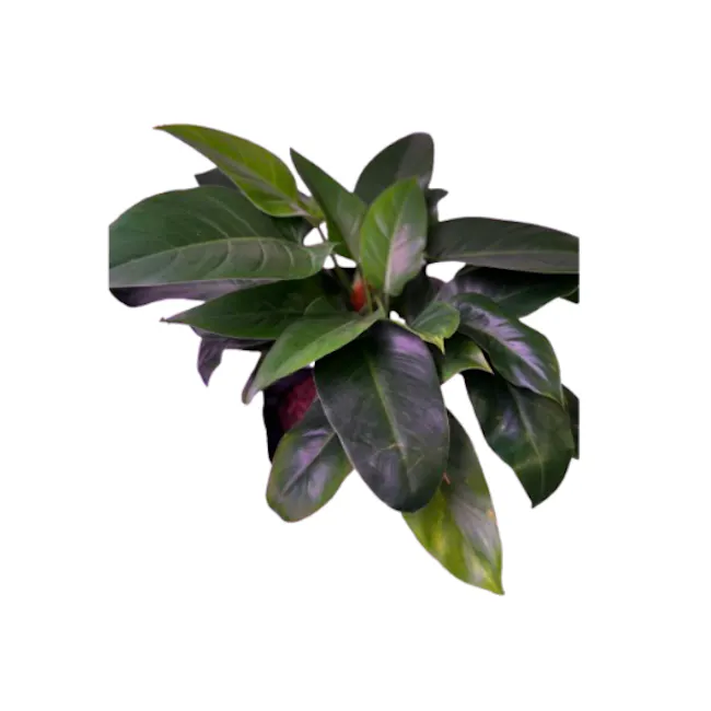 Philodendron Green in Self Watering Planter - White - 1