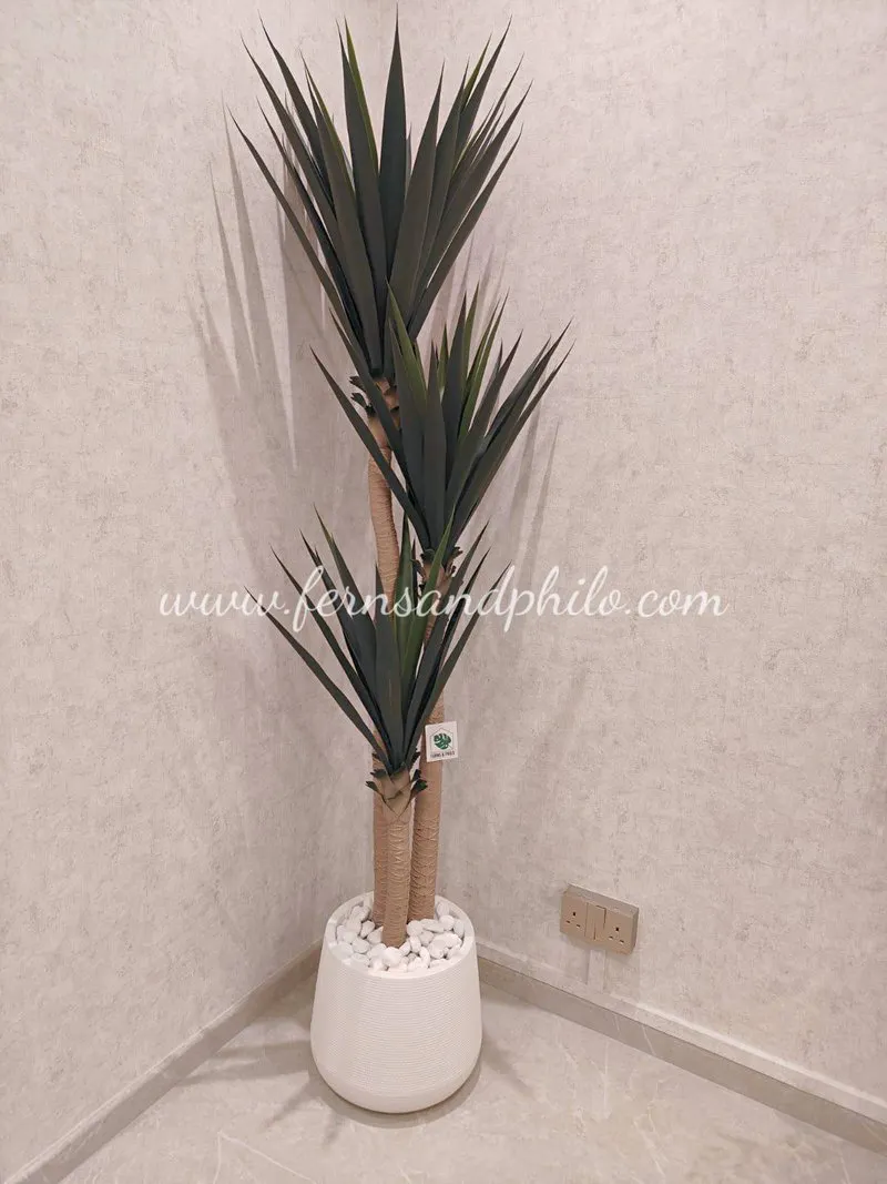 Yucca Tree 1.7m (Thick Leaves) - Faux - 7