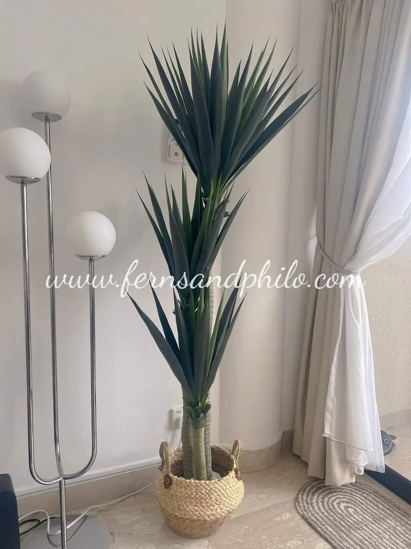 Yucca Tree 1.7m (Thick Leaves) - Faux - 9