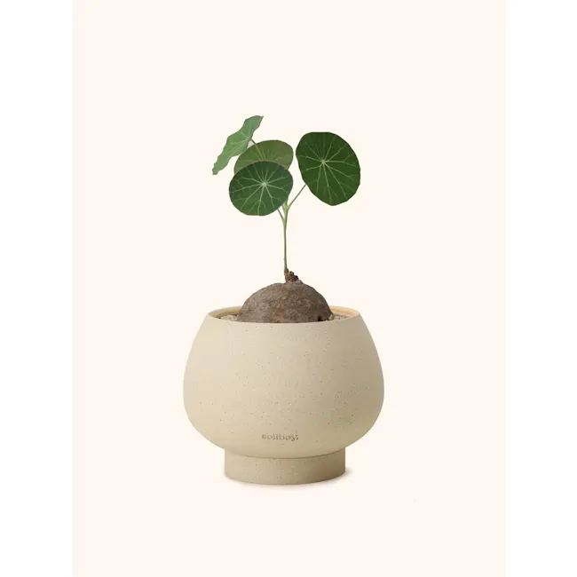 Stephania Erecta — Soilboy - 5