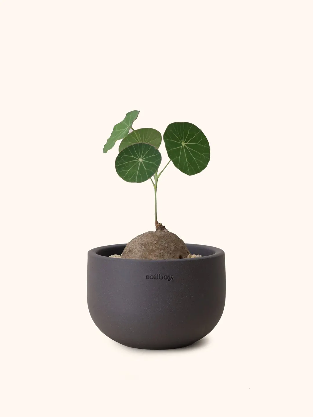 Stephania Erecta — Soilboy - 7
