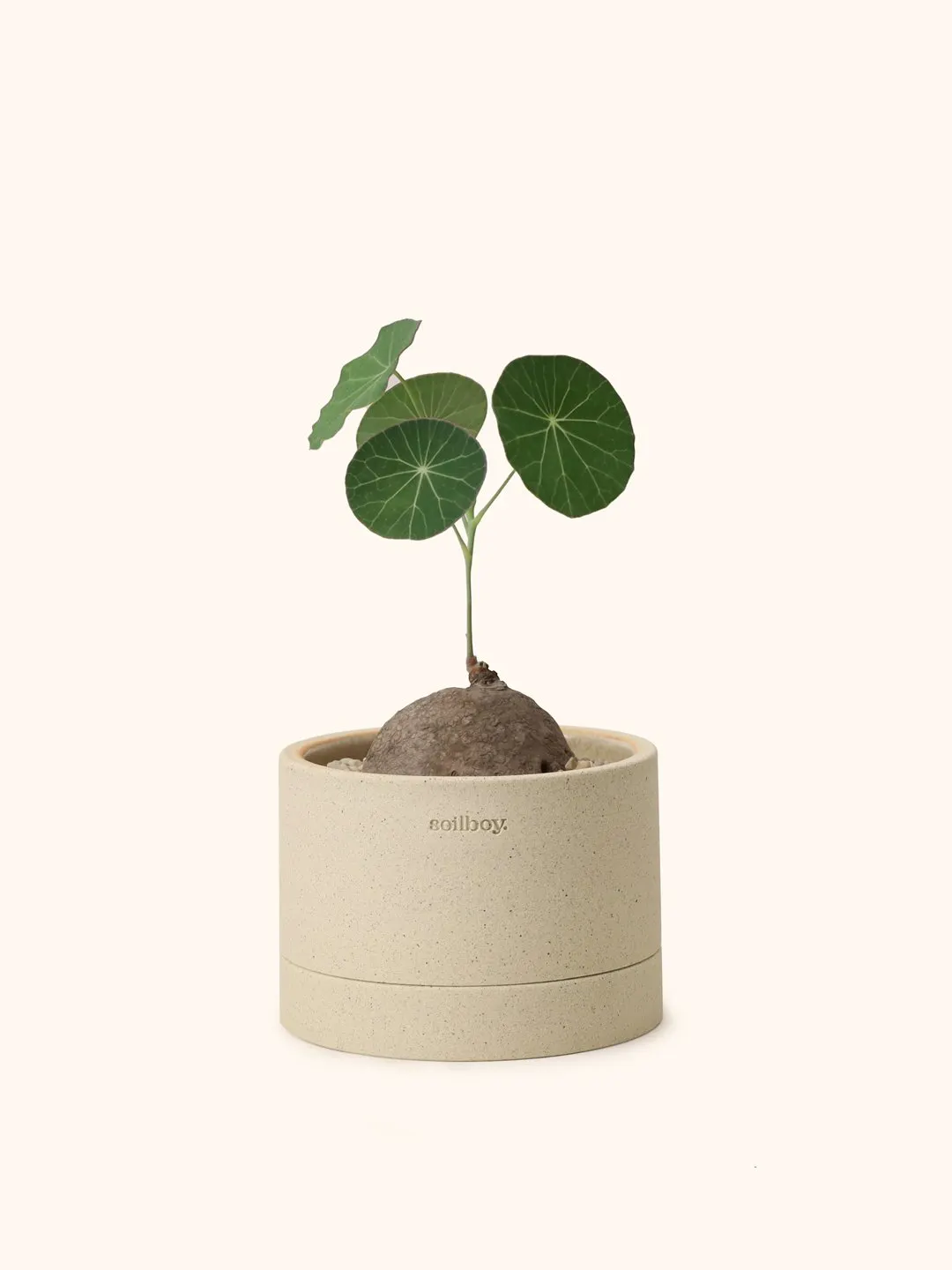 Stephania Erecta — Soilboy - 9